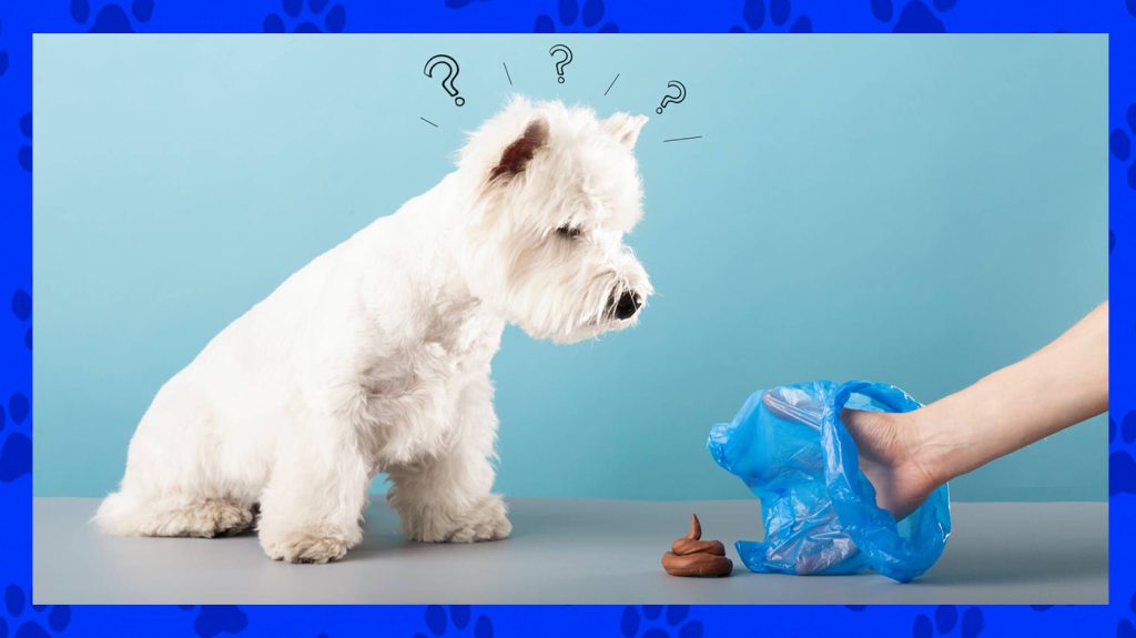 Funny confused dog watching his poop being picked up by the scoopdawg squad pooper scooper service in springfield, mo