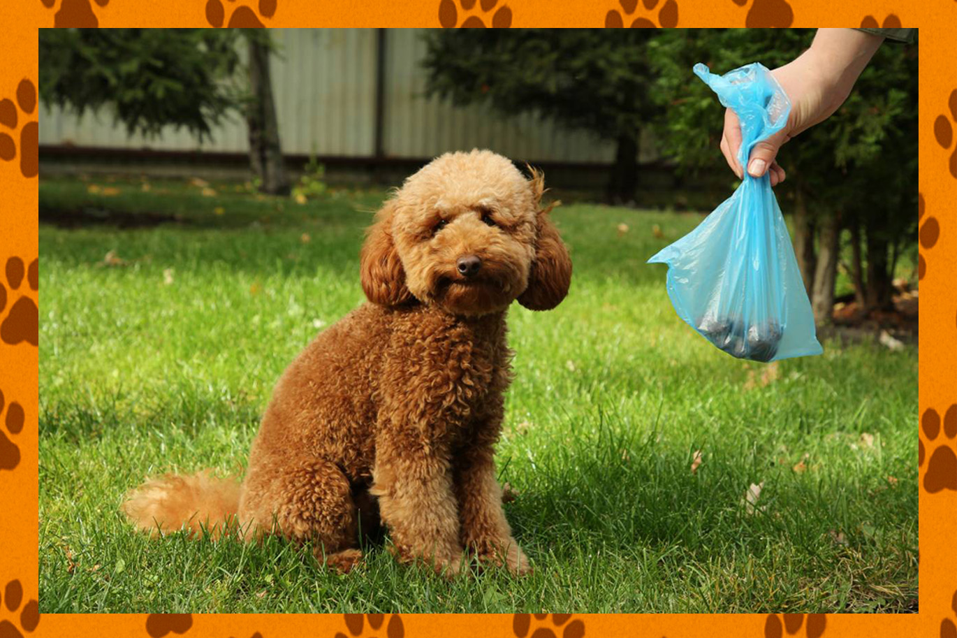 Funny smiling dog that is getting his poop cleaned up by ScoopDawg Squad professional dog poop cleanup service.